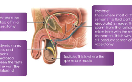 Producing Sperm (male reproductive system)