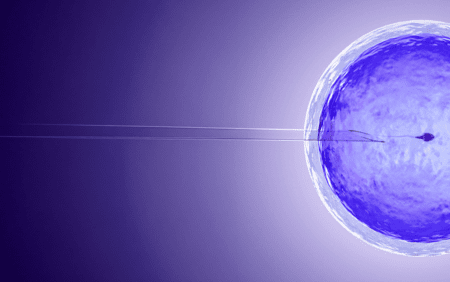 embryo