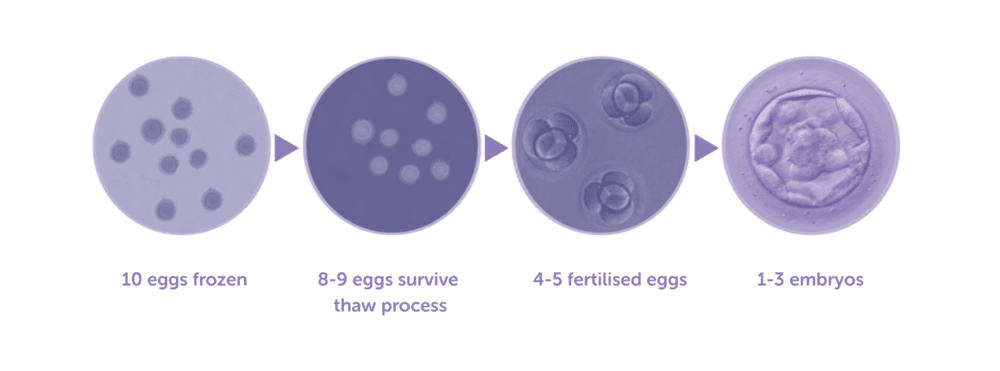 2025 egg freezing data
