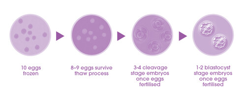 Egg freezing success rates for egg freezing