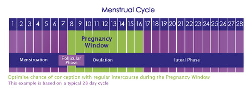 28 day menstrual cycle 