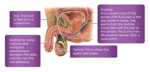 Producing Sperm (male reproductive system)