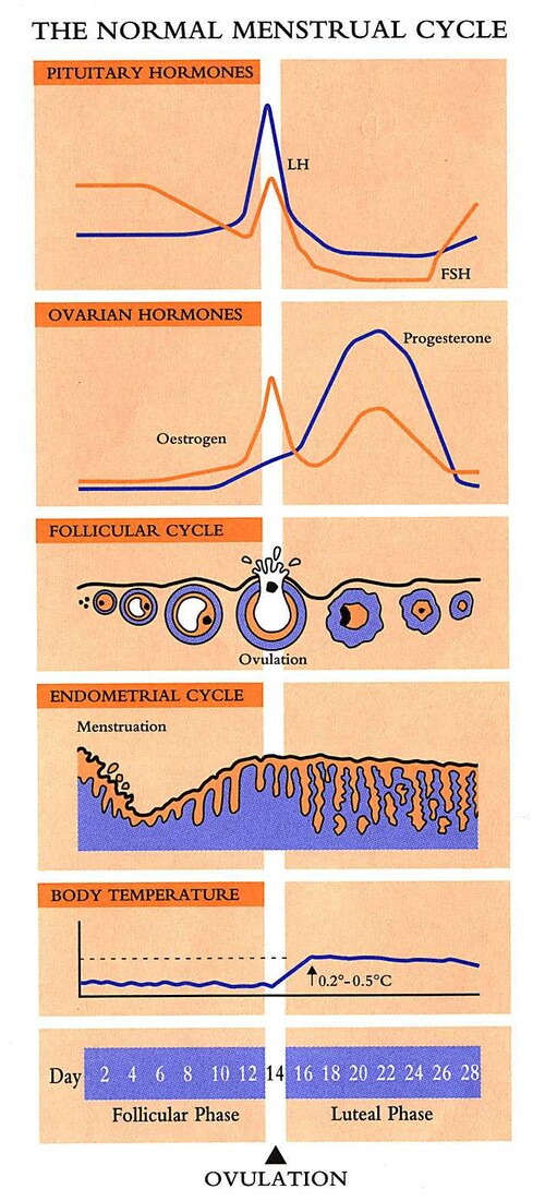 The normal menstrual cycle 