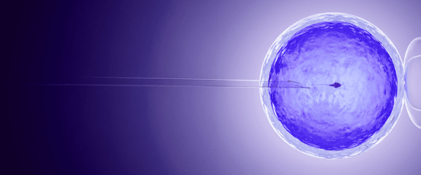 embryo
